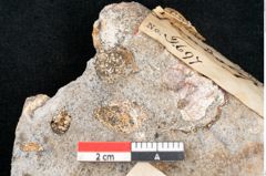Foto (Detailansicht) von Apocynophyllum affine Ettingshausen (NHMW-GEO-2024-0188-10196)